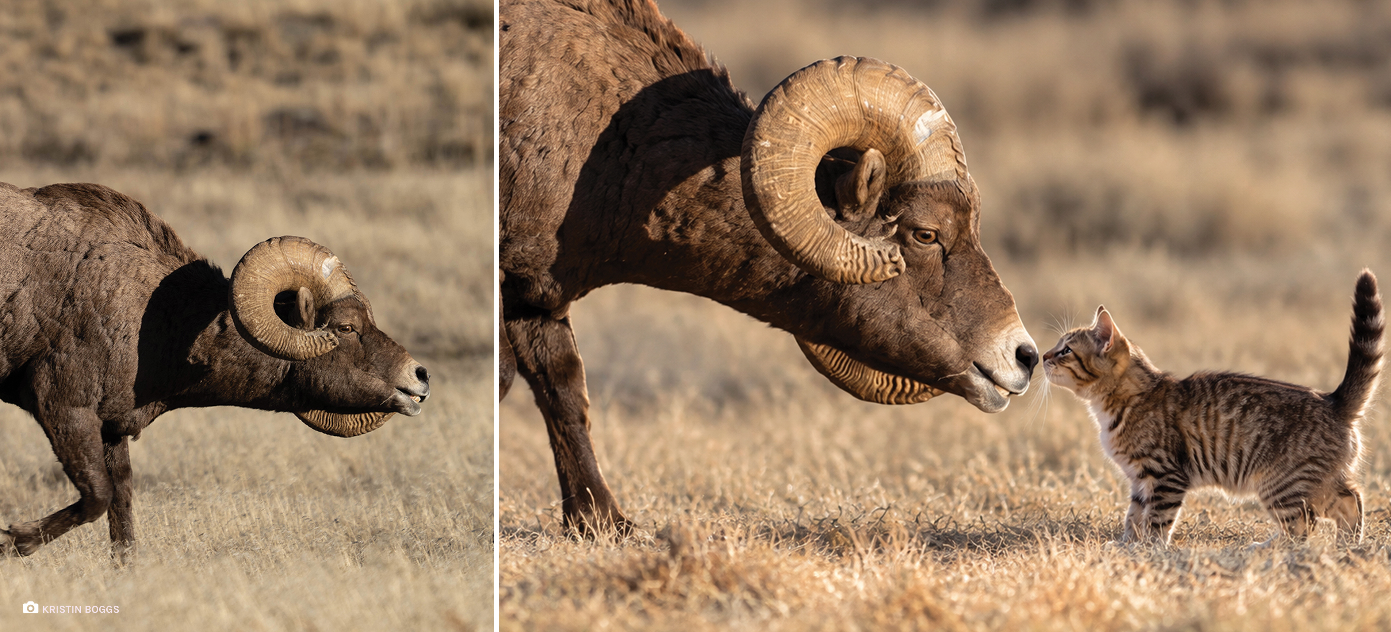 Comparison between an actual live desert sheep image and an AI altered image